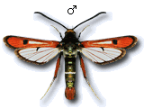 Chamaesphecia (Scopulosphecia) schmidtiiformis
