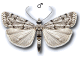 Scoparia italica
