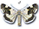 Acontiinae