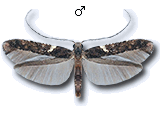 Caloptilia jurateae