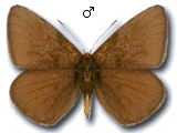 Polyommatus (Agrodiaetus) eleniae