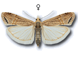 Euchromius ocellea