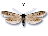 Hypatopa binotella