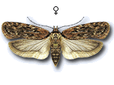 Depressaria (Depressaria) chaerophylli