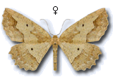 Megalycinia serraria
