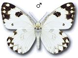 Pontia glauconome