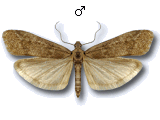 Episcythrastis tetricella