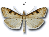 Udea costalis