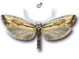 Plutella (Pseudoplutella) porrectella