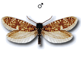 MU