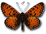 MU