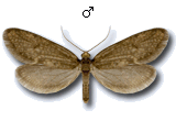 Taleporia tubulosa