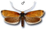 Roeslerstammia erxlebella