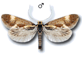 Metalampra cinnamomea