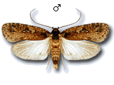 Agonopterix ciliella
