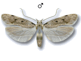 Gelechiinae