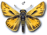 Hesperia comma