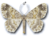 Charissa (Euchrognophos) dubitaria