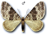 Perizoma bifaciata