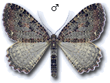 Triphosa dubitata