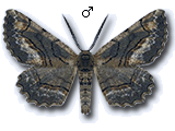 Nychiodes dalmatina