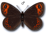 Erebia triarius
