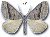 Scotopteryx mucronata