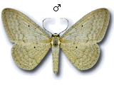 Idaea litigiosaria