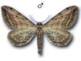 Idaea attenuaria