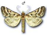 Stemmatophora borgialis