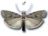 Dioryctria robiniella
