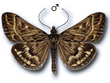 Loxostege scutalis