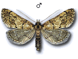 Metasia cuencalis