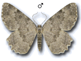 Charissa (Rhopalognophos) glaucinaria