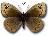 Proterebia afra
