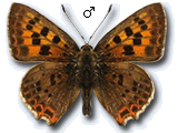 Lycaena (Heodes) bleusei