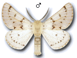 Ennominae