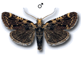 Aglossa signicostalis