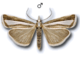 Catoptria spatulellus