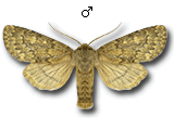 MU