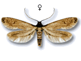 Hypatopa inunctella