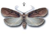 Agonopterix multiplicella