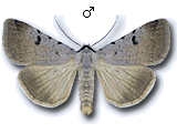 Lygephila (Lygephila) craccae