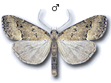Schrankia taenialis