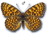 Melitaea ornata
