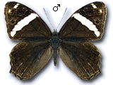 MU