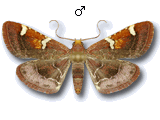 Pyralinae
