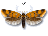 Promalactis procerella