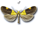 Oecophora (Oecophora) bractella