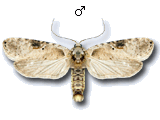 Agonopterix alstromeriana